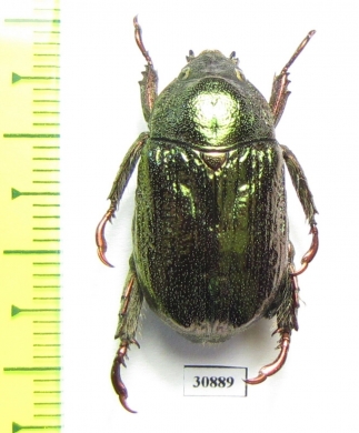 Rutelinae sp.  Peru - INSECTS-STORE.RU