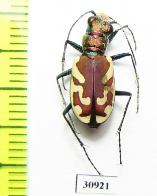Cicindela lengi  USA - INSECTS-STORE.RU