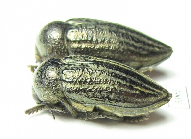 Julodella globithorax  Armenia - INSECTS-STORE.RU