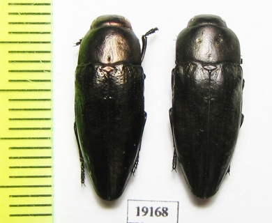 Sphenoptera glabrata  Iran, Lorestan prov. - INSECTS-STORE.RU