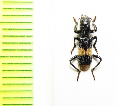 Cleridae sp.  Australia - INSECTS-STORE.RU