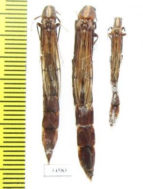 Lymexylidae sp.  South Africa Rep. - INSECTS-STORE.RU