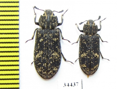 Kolibacia tibialis  Japan - INSECTS-STORE.RU