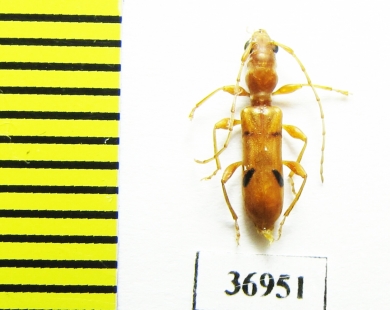 Cerambycidae sp.  South Africa Rep. - INSECTS-STORE.RU