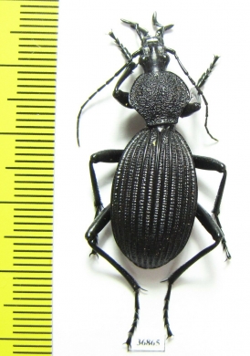 Tefflus sp.  Zambia - INSECTS-STORE.RU