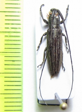 Hylisia imitans  Cameroon - INSECTS-STORE.RU