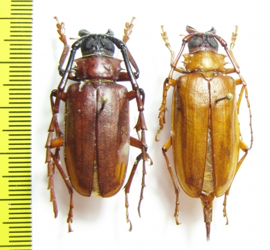 Dorysthenes sp., pair  Korea - INSECTS-STORE.RU