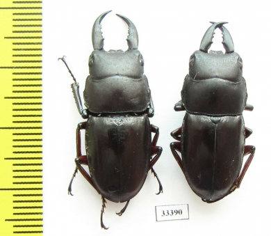 Dorcus sp.  Indonesia, Buru isl. - INSECTS-STORE.RU