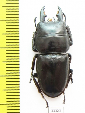 Dorcus sp.  Indonesia, Java - INSECTS-STORE.RU
