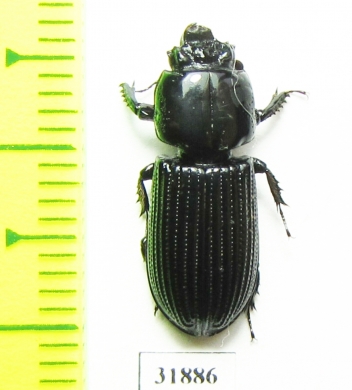 Passalidae sp.  Panama - INSECTS-STORE.RU