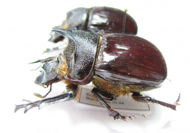 Heliocopris felschei, pair  Burundi 40mm - INSECTS-STORE.RU