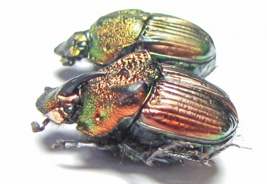 Phanaeus palliatus, pair  Mexico - INSECTS-STORE.RU