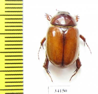 Eutyctus deserti  Uzbekistan - INSECTS-STORE.RU