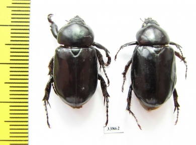 Cyclocephala sp., pair  Peru - INSECTS-STORE.RU