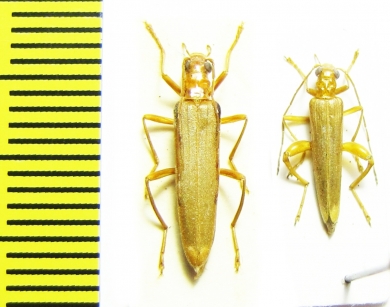 Oedemera flavicans, pair  Greece - INSECTS-STORE.RU