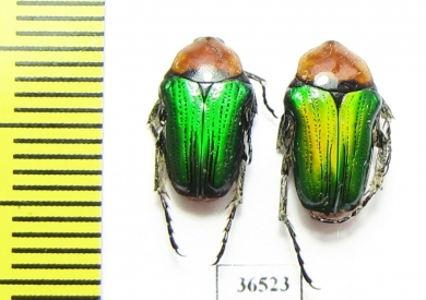 Leucocelis sp.  Namibia - INSECTS-STORE.RU