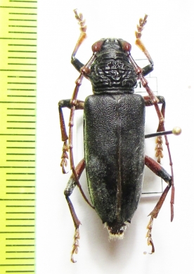 Plocaederus ruficornis  Indonesia, Kalimantan - INSECTS-STORE.RU