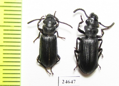 Carabidae sp.  Indonesia, Kalimantan - INSECTS-STORE.RU