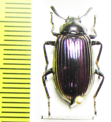 Tenebrionidae sp.  Thailand - INSECTS-STORE.RU