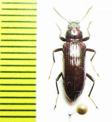 Tenebrionidae sp.  Malaysia - INSECTS-STORE.RU