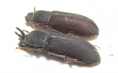 Cryphaeus amurensis, pair  Russia, Far East - INSECTS-STORE.RU