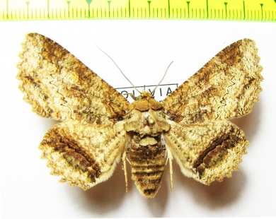 Noctuidae sp.?  Bolivia - INSECTS-STORE.RU