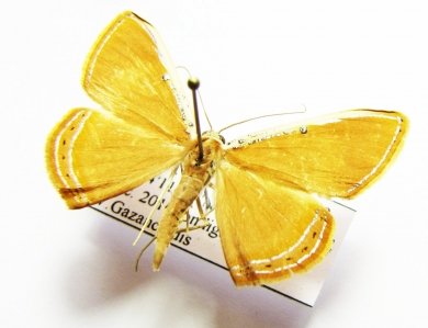 Geometridae sp.  French Guiana - INSECTS-STORE.RU