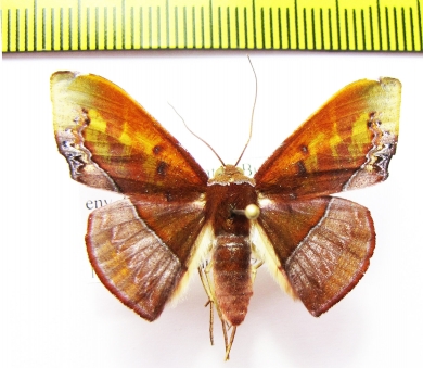 Fascellina sp.  Indonesia, Sumatra - INSECTS-STORE.RU