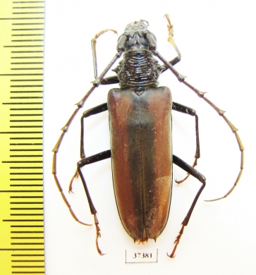 Cerambycidae sp.  Ecuador - INSECTS-STORE.RU