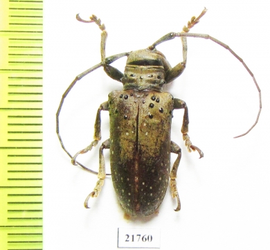 Cerambycidae sp.  Peru - INSECTS-STORE.RU