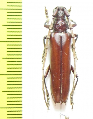 Cerambycidae sp.  Brasilia - INSECTS-STORE.RU