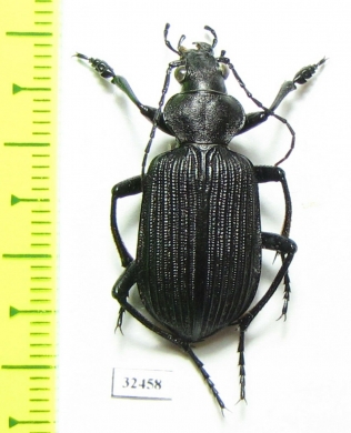 Calosoma sp.  South Africa Rep. - INSECTS-STORE.RU
