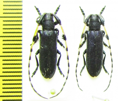 Agapanthia pilicornis, pair  Russia, Burjatia reg. - INSECTS-STORE.RU