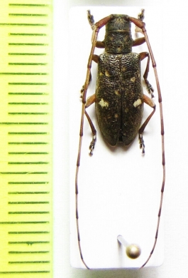 Monochamus guttulatus  Russia, Far East - INSECTS-STORE.RU