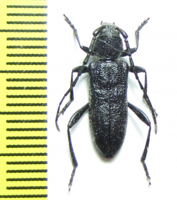 Turanium rauschorum  Kirgizstan - INSECTS-STORE.RU