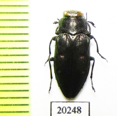 Chrysobothris sp.  Turkey, Tunceli prov. - INSECTS-STORE.RU