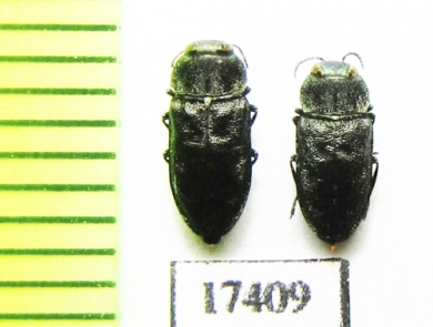 Anthaxia sp.  Abkhazia - INSECTS-STORE.RU