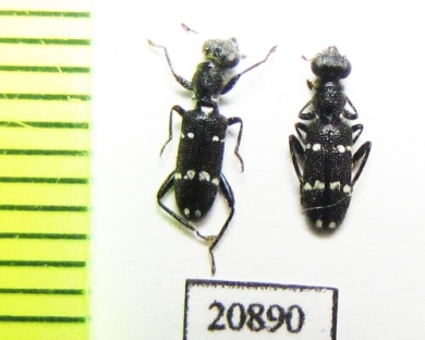 Cleridae sp. Laos - INSECTS-STORE.RU