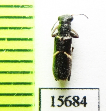 Eurymetopum sp.  Chile - INSECTS-STORE.RU