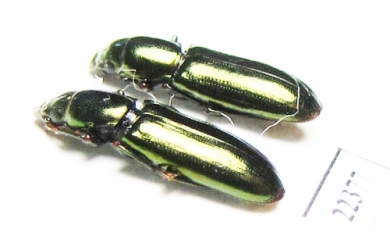 Trogossitidae sp.  Peru - INSECTS-STORE.RU