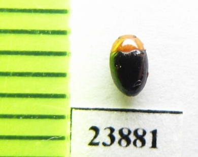 Triplax sp.  Russia, Far East - INSECTS-STORE.RU