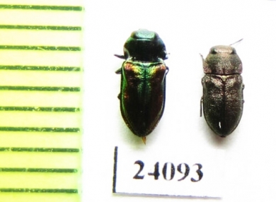 Anthaxia sp.  Turkey - INSECTS-STORE.RU