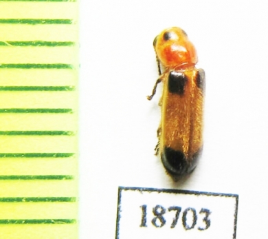 Cleridae sp. Laos - INSECTS-STORE.RU