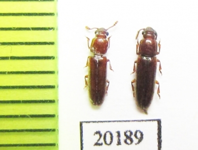 Erotylidae sp.  Peru - INSECTS-STORE.RU