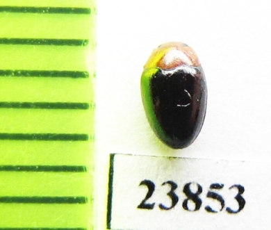 Triplax sp.  Russia, Far East - INSECTS-STORE.RU