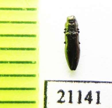 Aphanisticus angustatus  Italy, Sardinia - INSECTS-STORE.RU