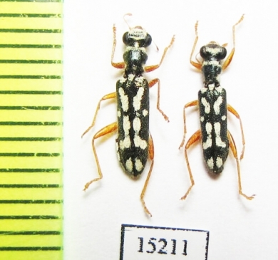 Cleridae sp. Laos - INSECTS-STORE.RU