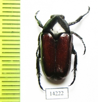 Cetoniinae sp.  Indonesia, Timor isl. - INSECTS-STORE.RU