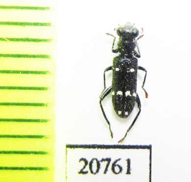 Cleridae sp. Laos - INSECTS-STORE.RU