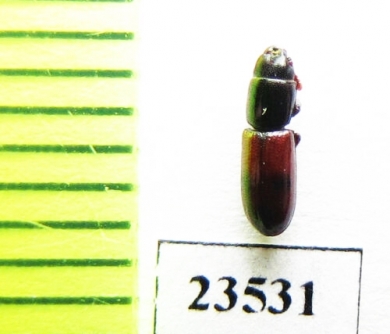 Trogossitidae sp.  Peru - INSECTS-STORE.RU